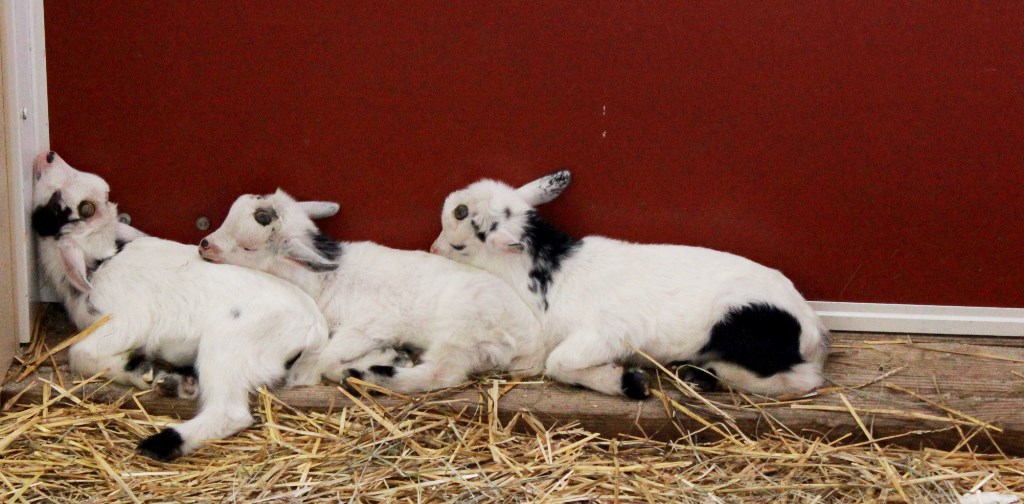Goats sleeping.JPG